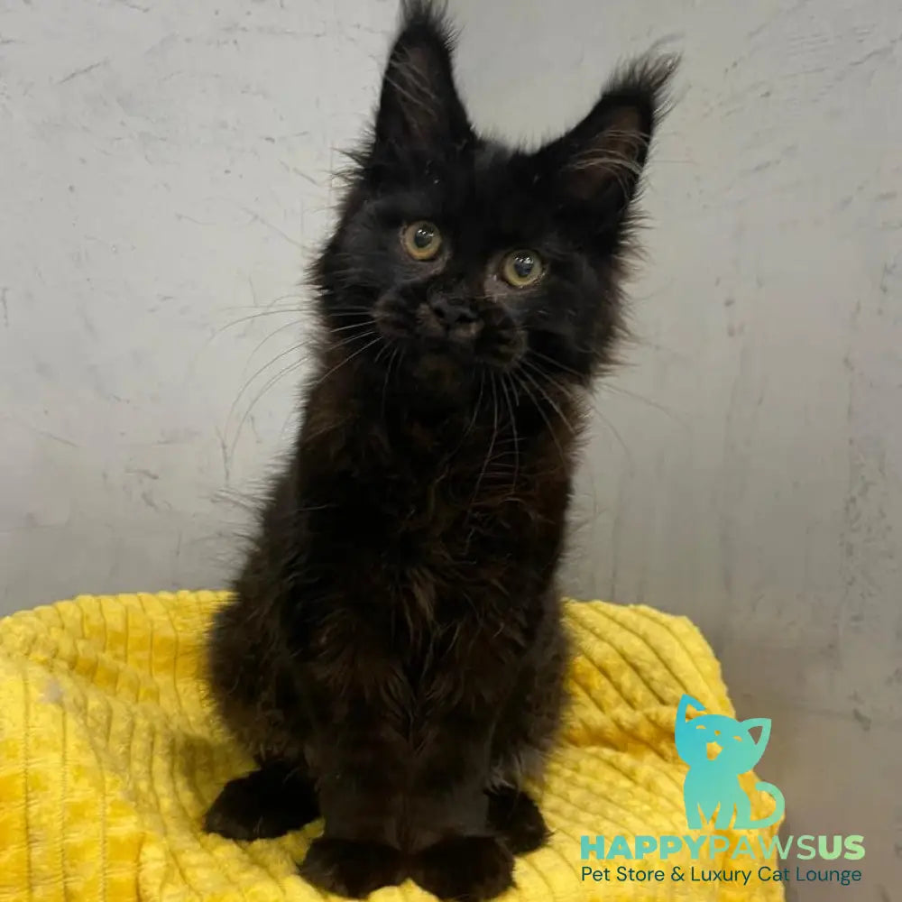 Potap Maine Coon male black - live animals