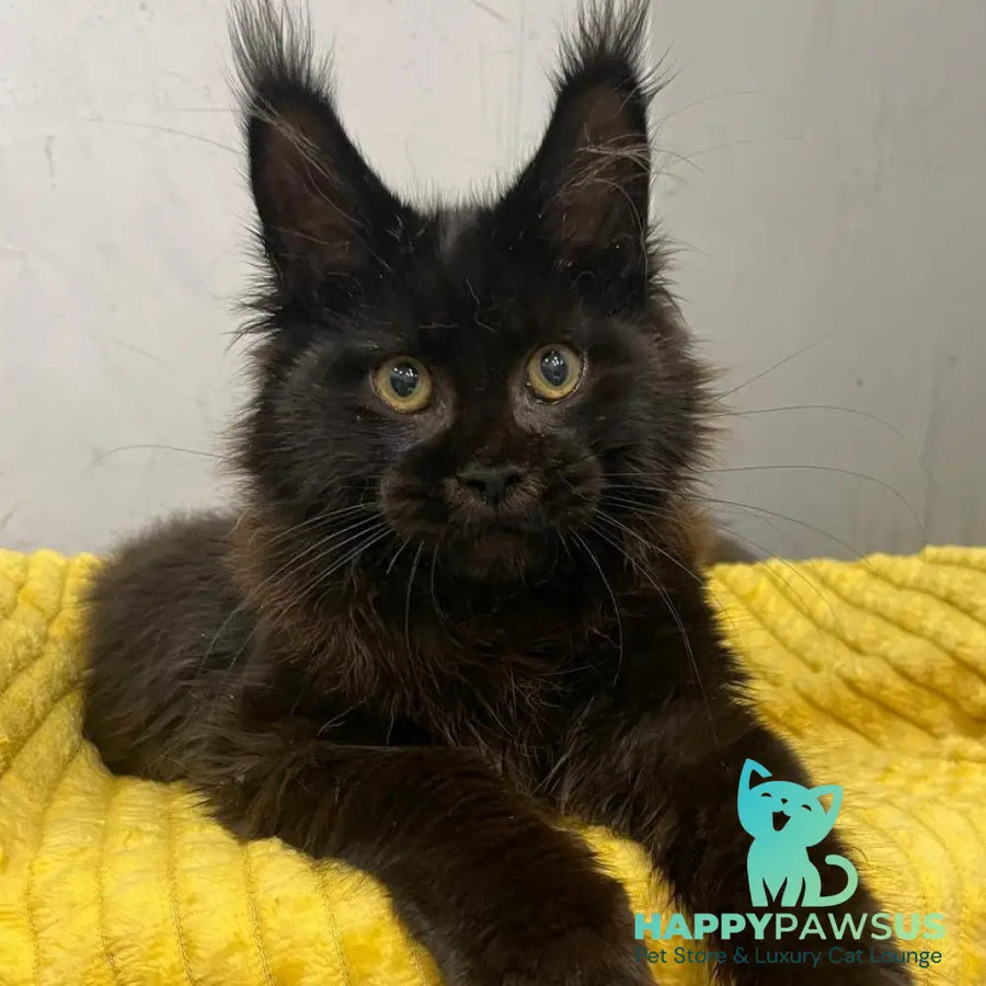 Potap Maine Coon male black - live animals