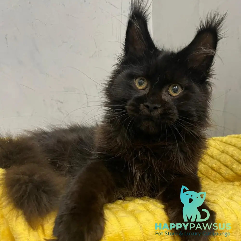 Potap Maine Coon male black - live animals
