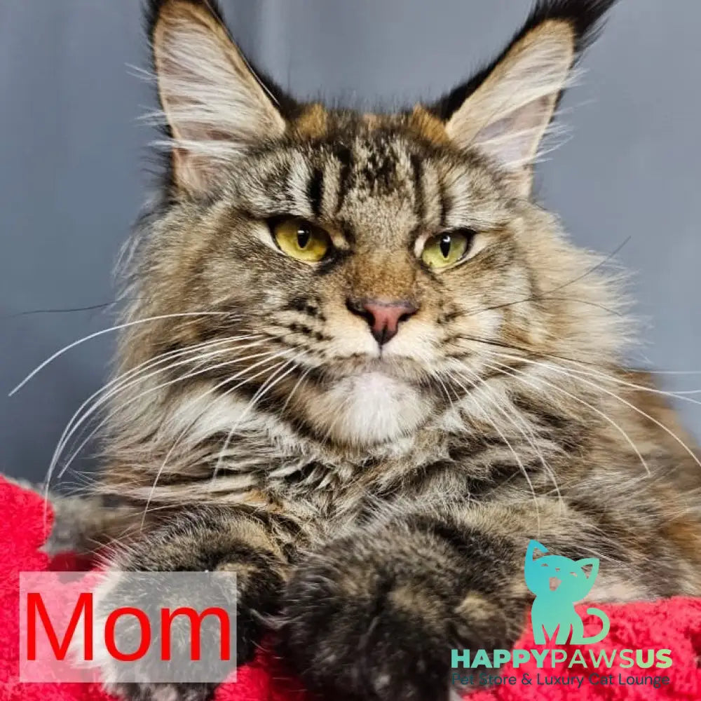 Potap Maine Coon male black - live animals