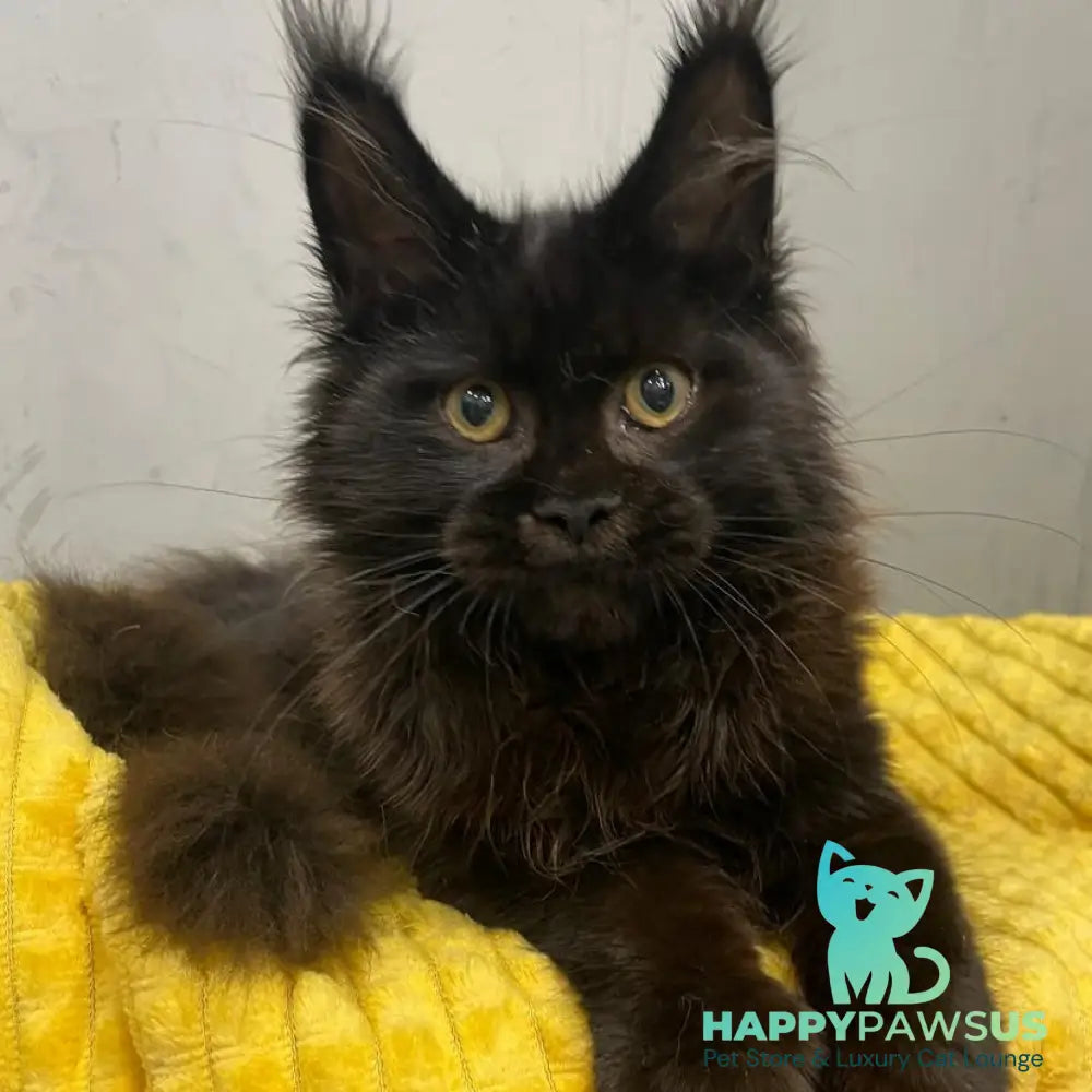 Potap Maine Coon male black - live animals