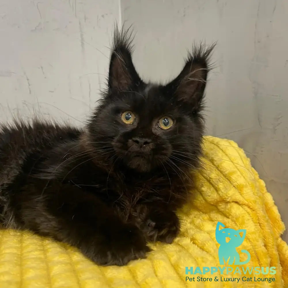 Potap Maine Coon male black - live animals