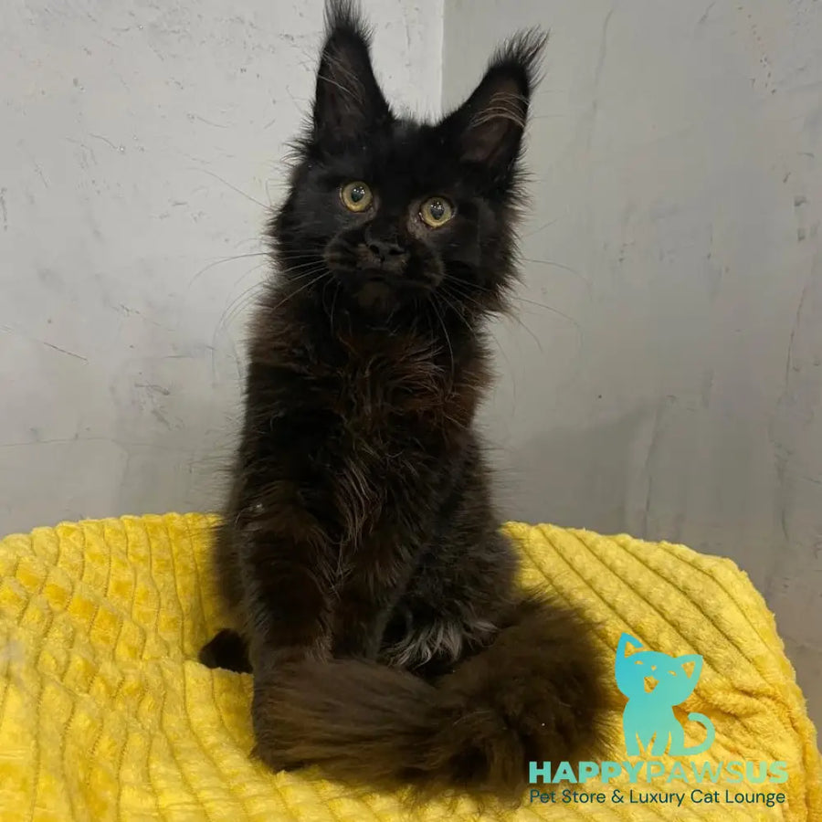 Potap Maine Coon male black - live animals