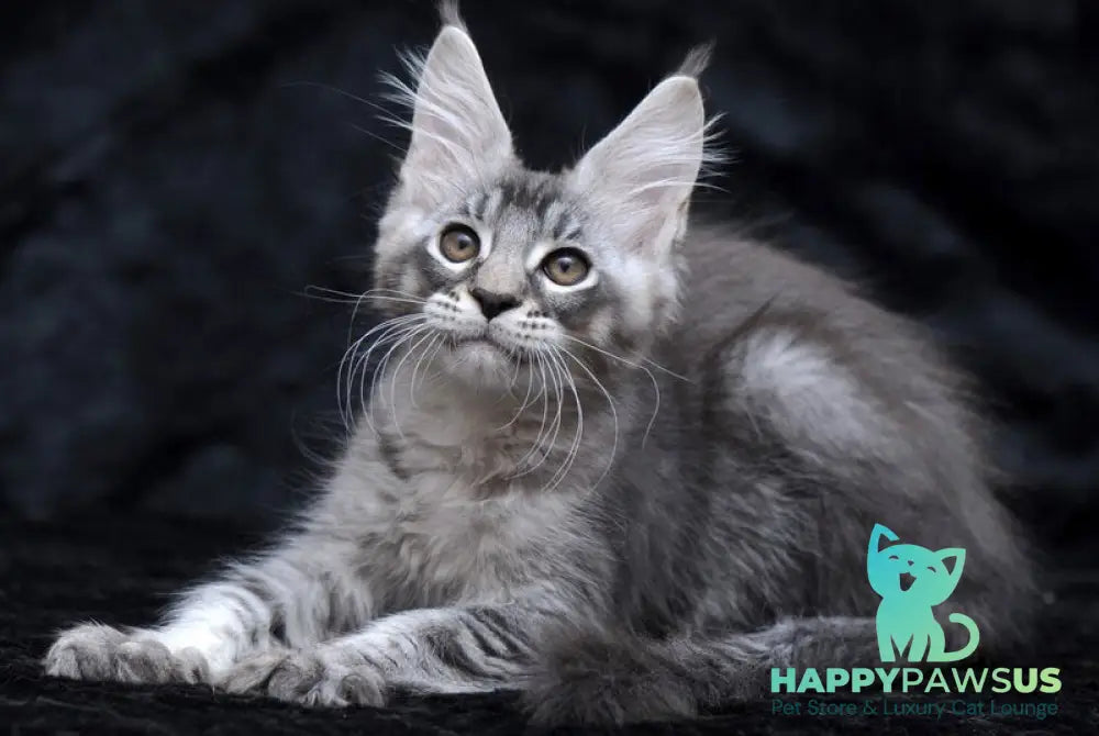 Potap Maine Coon male black silver ticked tabby - live animals