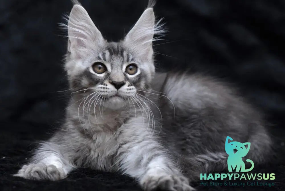 Potap Maine Coon male black silver ticked tabby - live animals