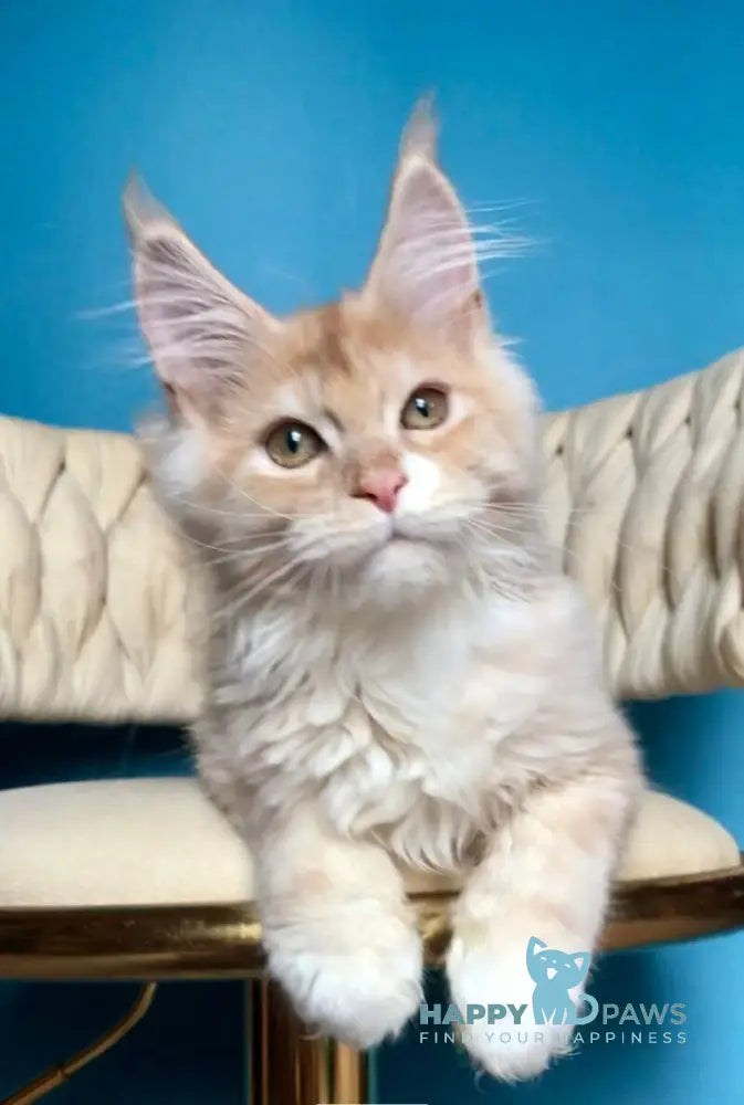 Potap Maine Coon male cream silver bicolour live animals