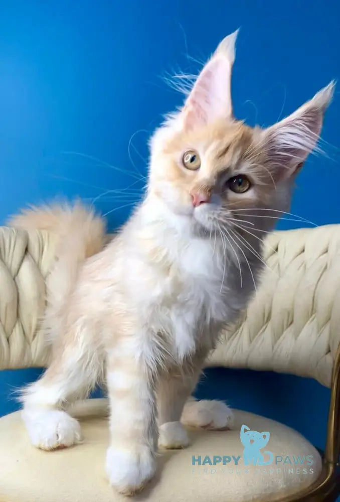 Potap Maine Coon male cream silver bicolour live animals