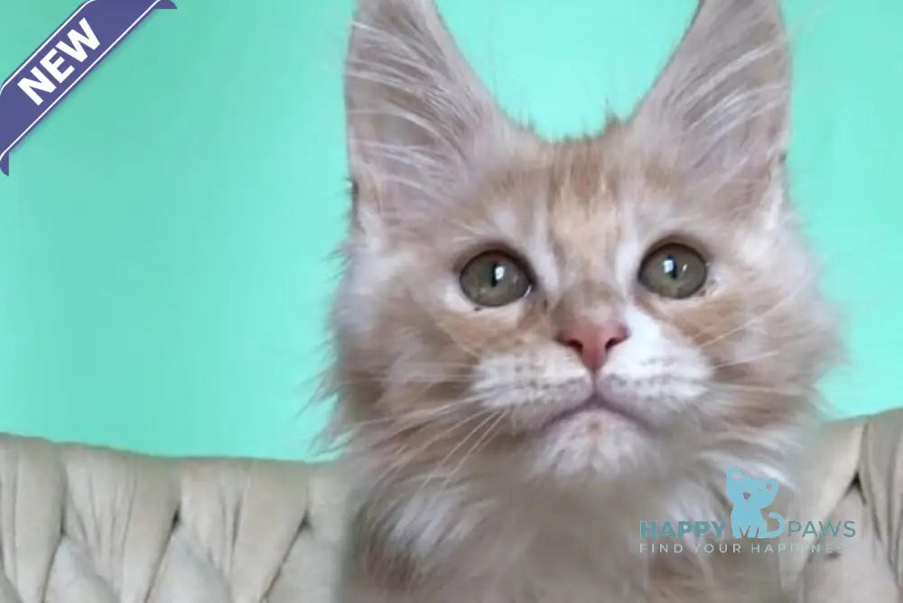 Potap Maine Coon male cream silver bicolour live animals