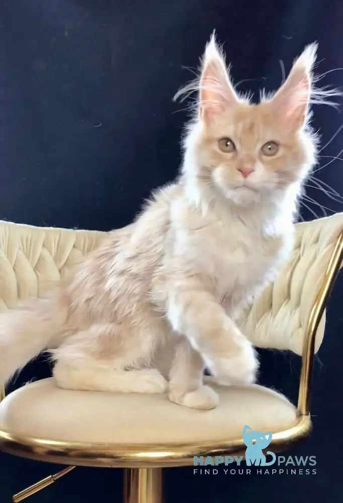 Potap Maine Coon male cream silver bicolour live animals