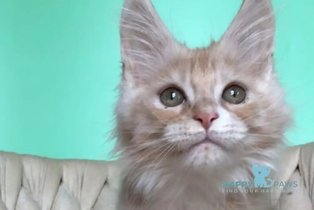 Potap Maine Coon male cream silver bicolour live animals