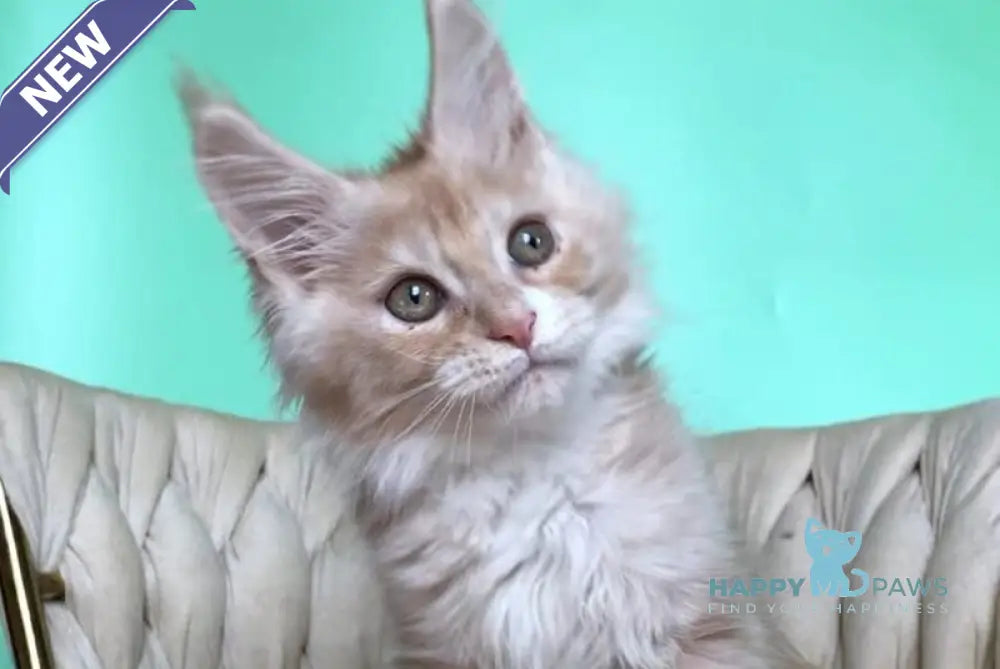 Potap Maine Coon male cream silver bicolour live animals