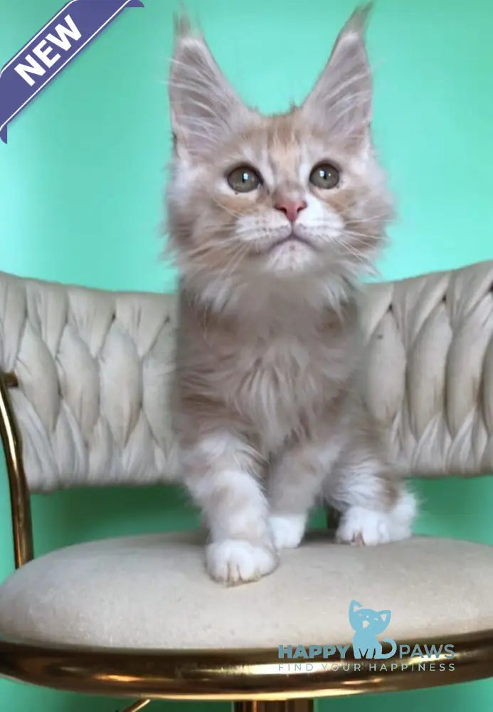 Potap Maine Coon male cream silver bicolour live animals