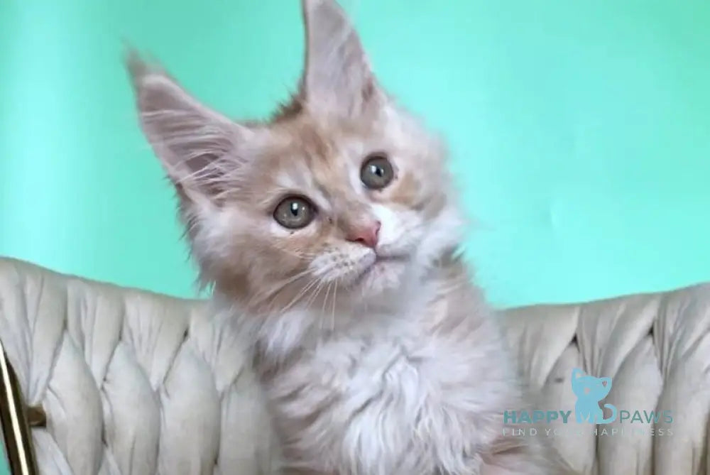 Potap Maine Coon male cream silver bicolour live animals