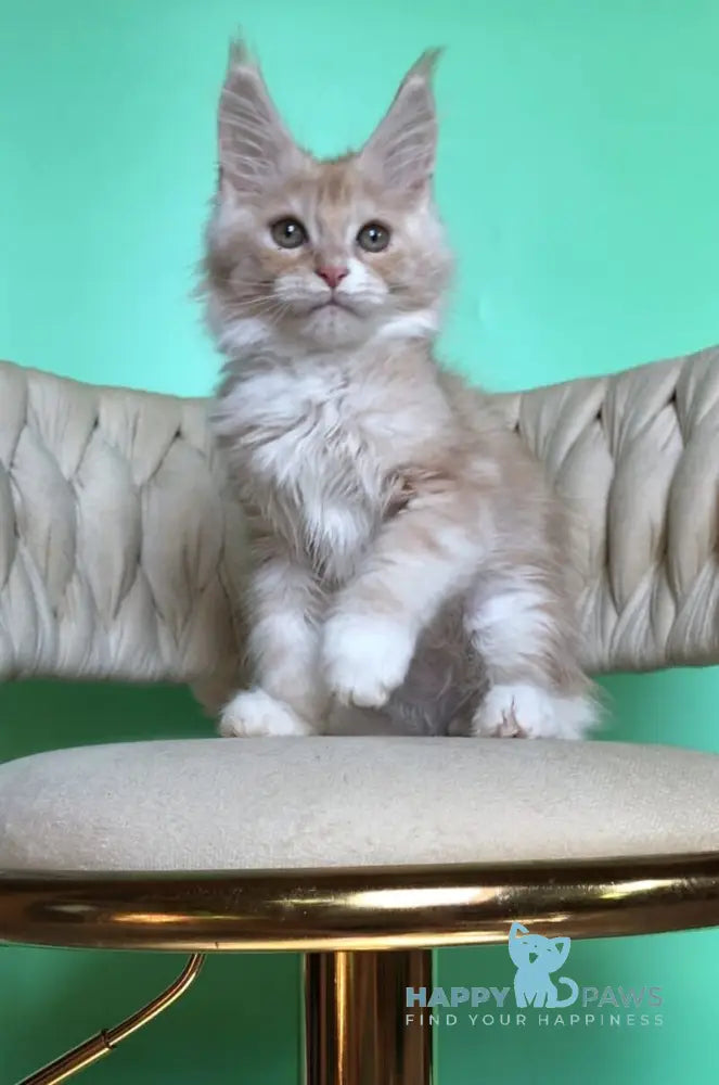 Potap Maine Coon male cream silver bicolour live animals