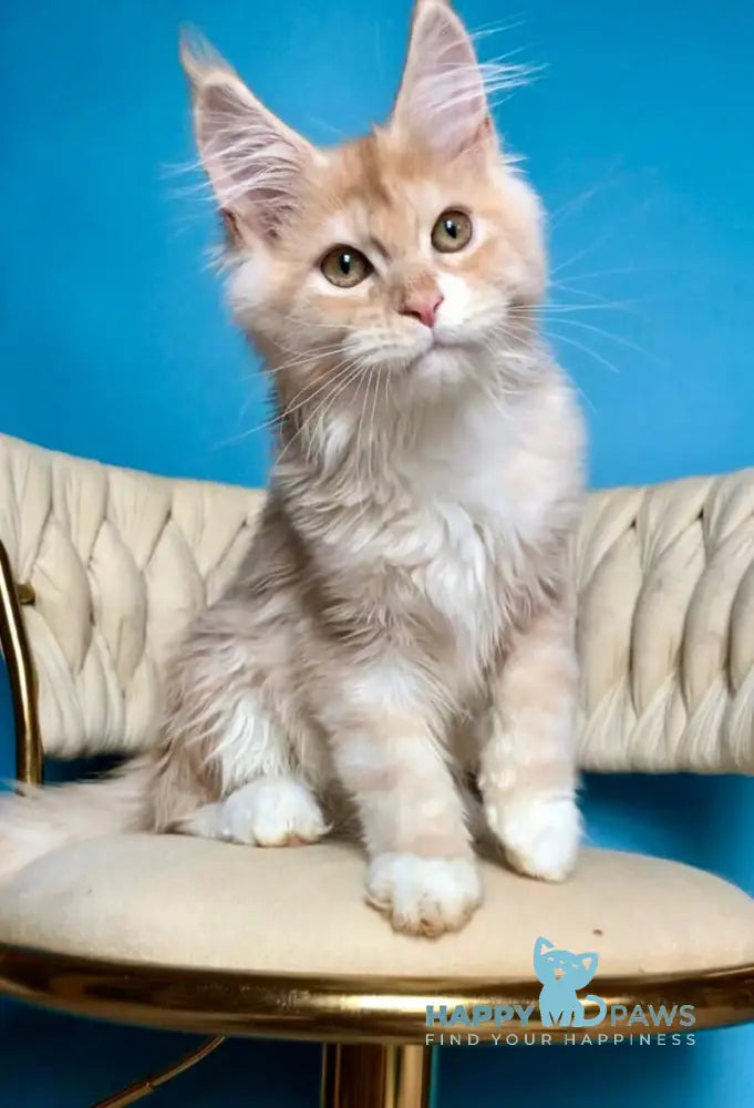 Potap Maine Coon male cream silver bicolour live animals
