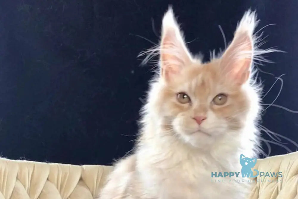 Potap Maine Coon male cream silver bicolour live animals