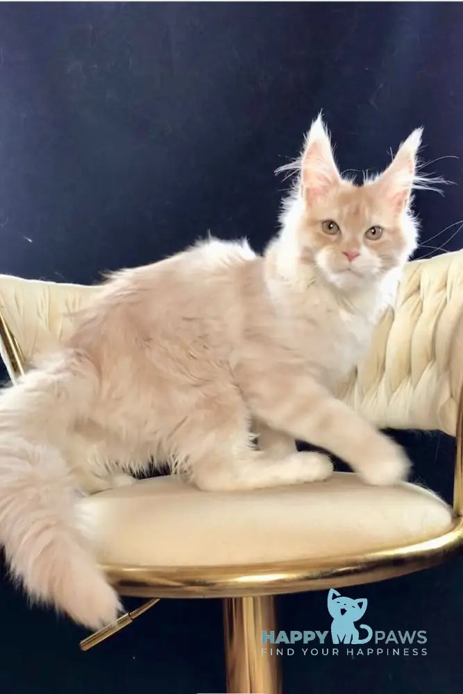 Potap Maine Coon male cream silver bicolour live animals