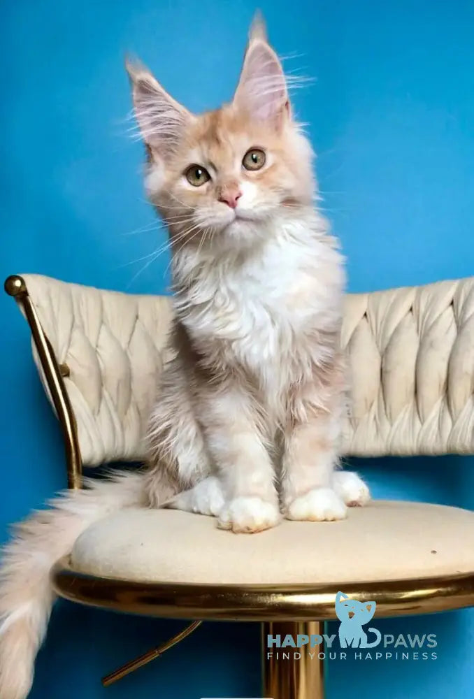 Potap Maine Coon male cream silver bicolour live animals
