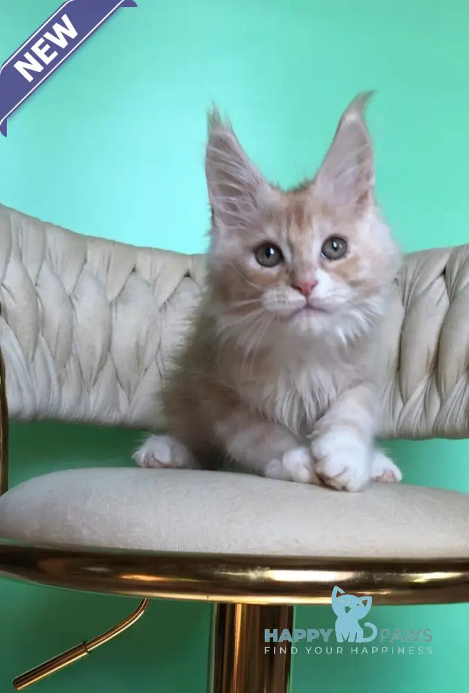 Potap Maine Coon male cream silver bicolour live animals