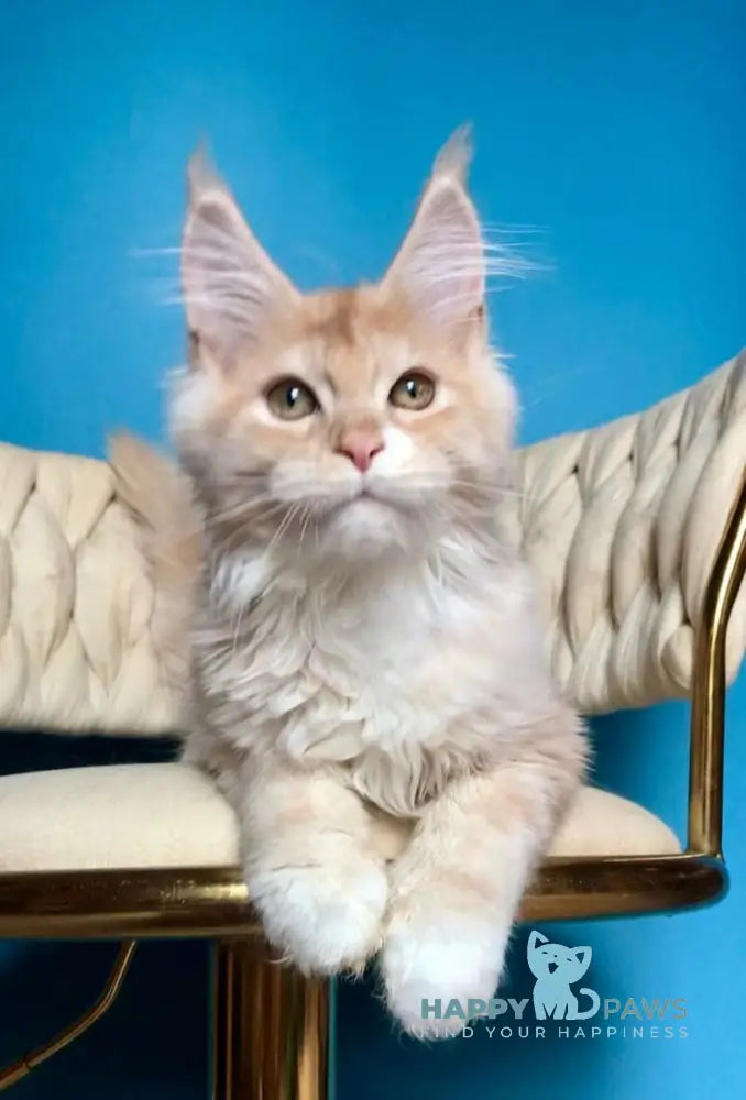 Potap Maine Coon male cream silver bicolour live animals