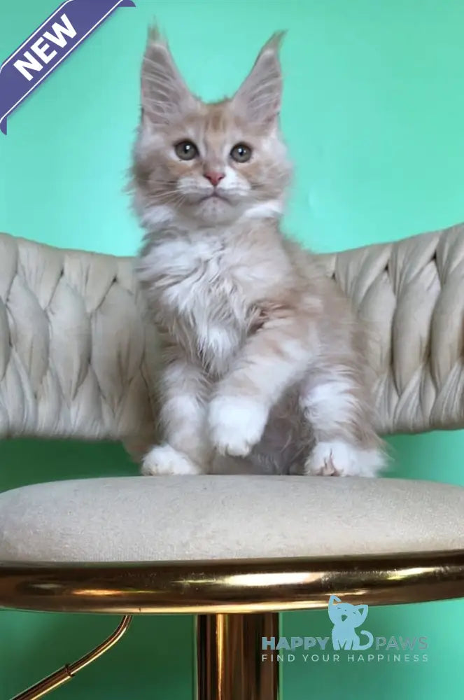 Potap Maine Coon male cream silver bicolour live animals