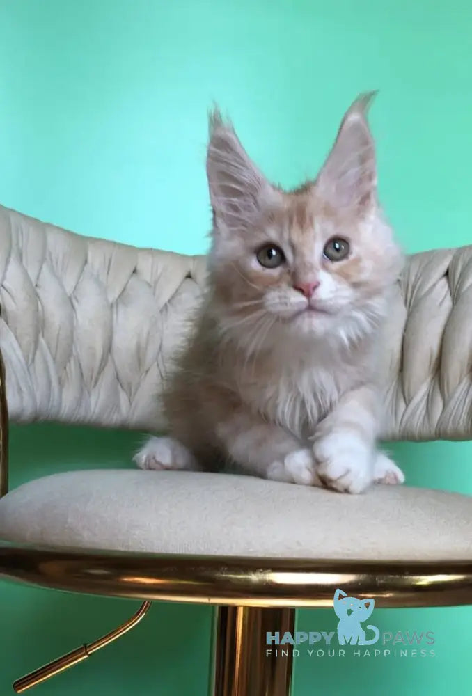 Potap Maine Coon male cream silver bicolour live animals