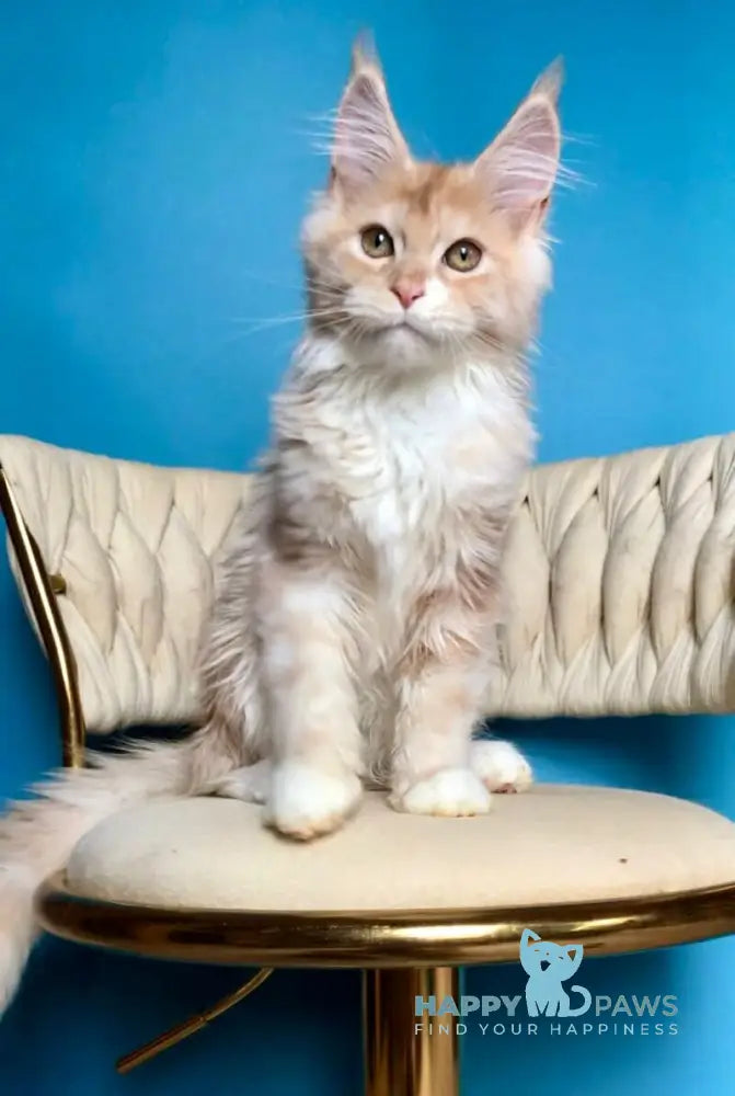 Potap Maine Coon male cream silver bicolour live animals
