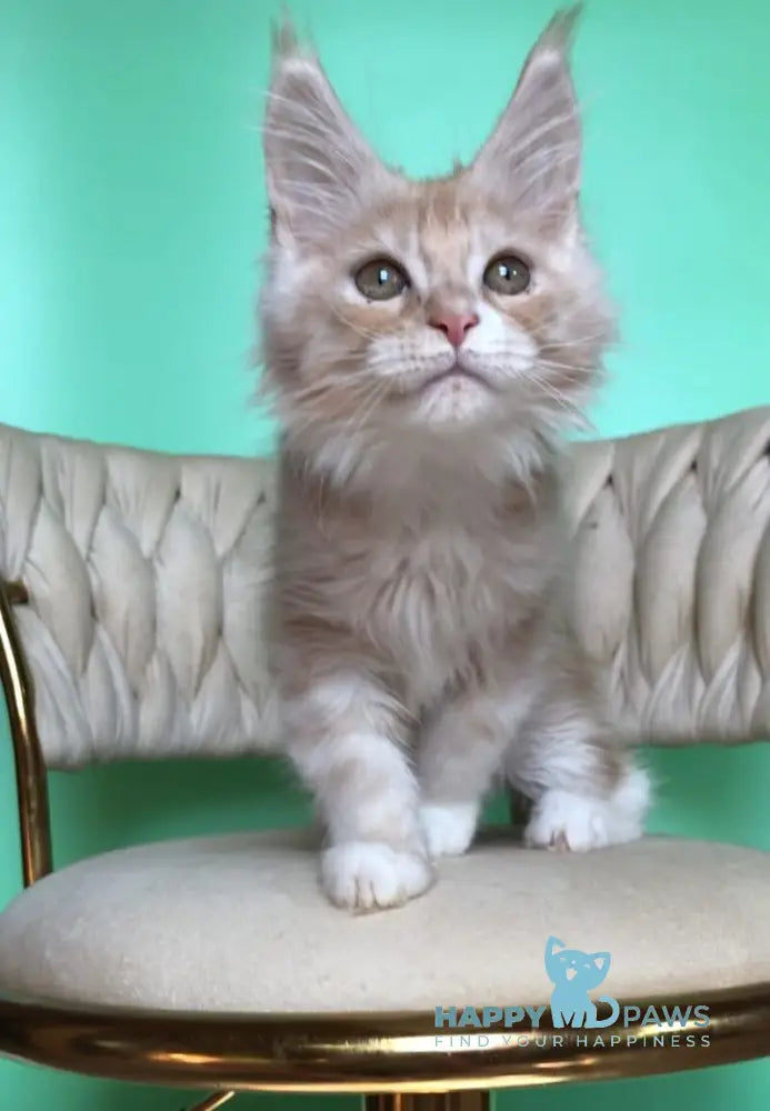 Potap Maine Coon male cream silver bicolour live animals