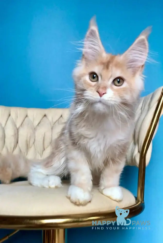 Potap Maine Coon male cream silver bicolour live animals