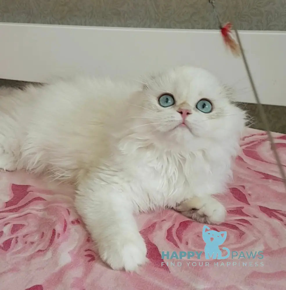 S-Potap Scottish Fold male black golden chinchilla pointed live animals