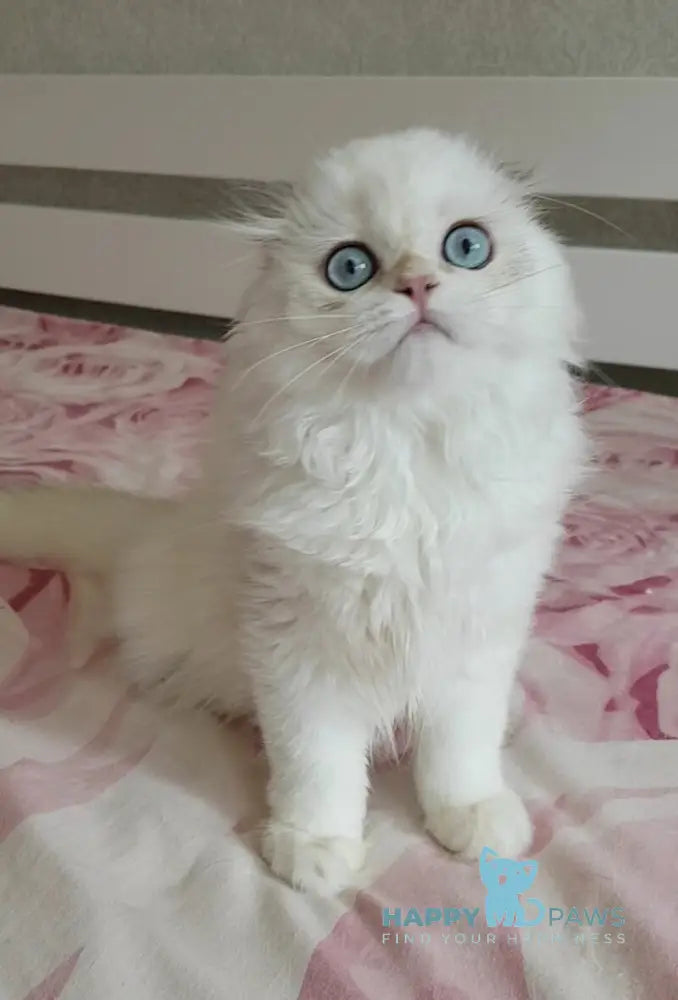 S-Potap Scottish Fold male black golden chinchilla pointed live animals