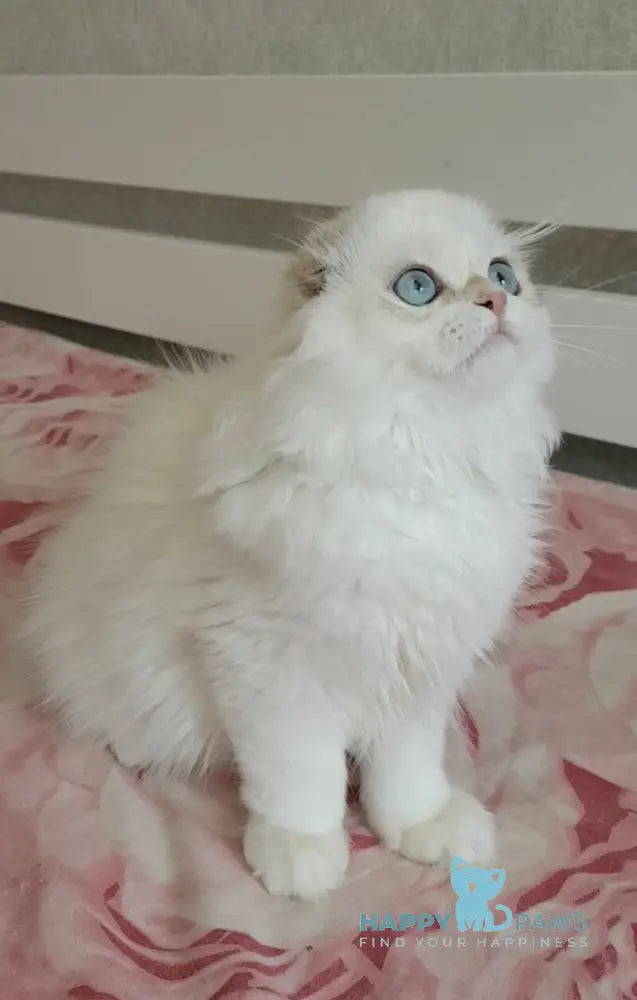 S-Potap Scottish Fold male black golden chinchilla pointed live animals