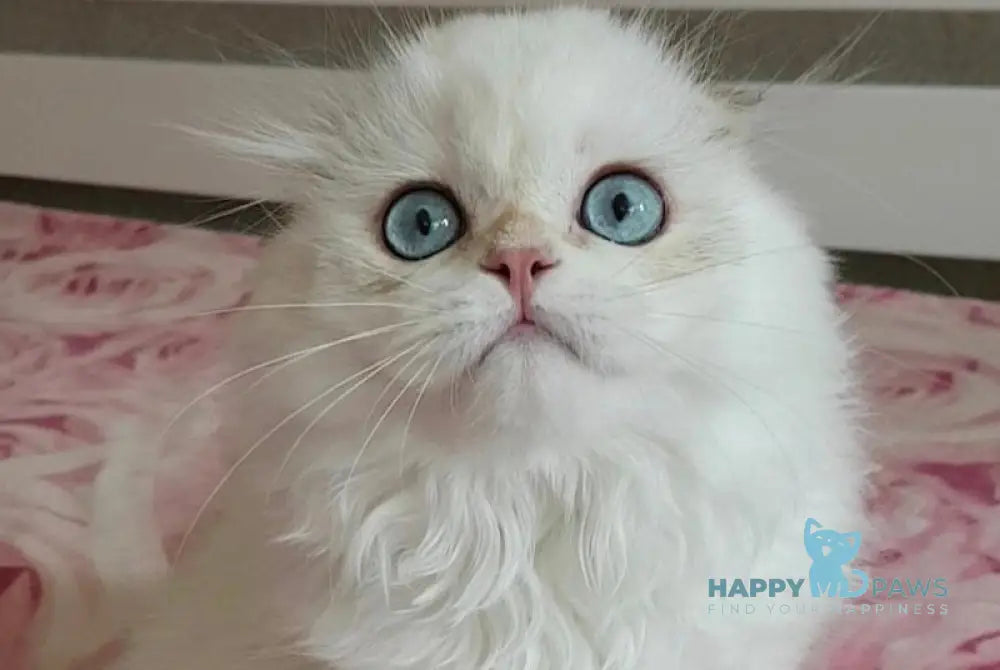 S-Potap Scottish Fold male black golden chinchilla pointed live animals