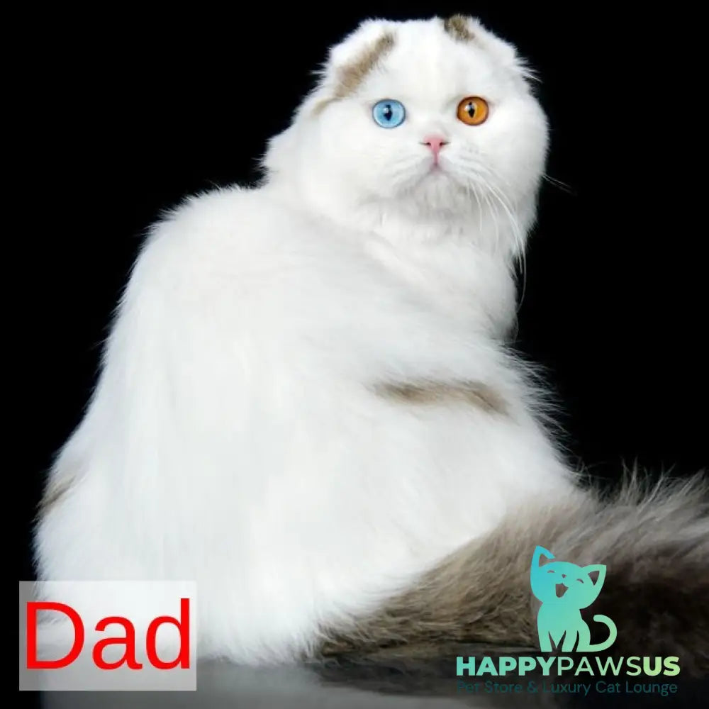 Potap Scottish Fold male red tabby bicolour - live animals