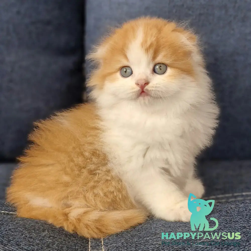 Potap Scottish Fold male red tabby bicolour - live animals