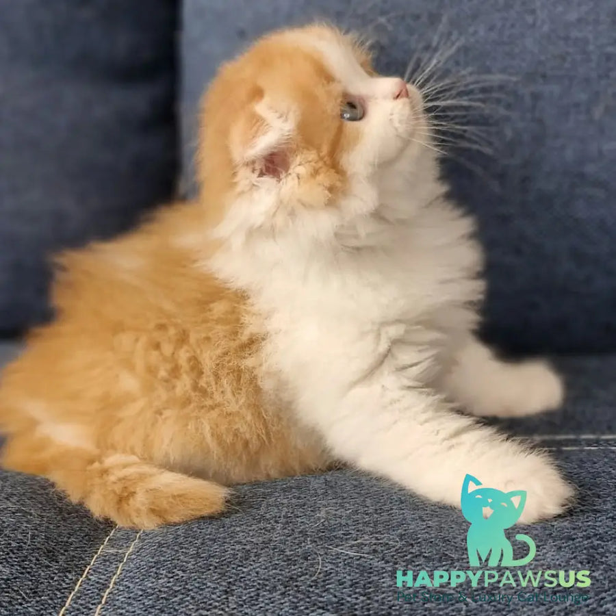 Potap Scottish Fold male red tabby bicolour - live animals