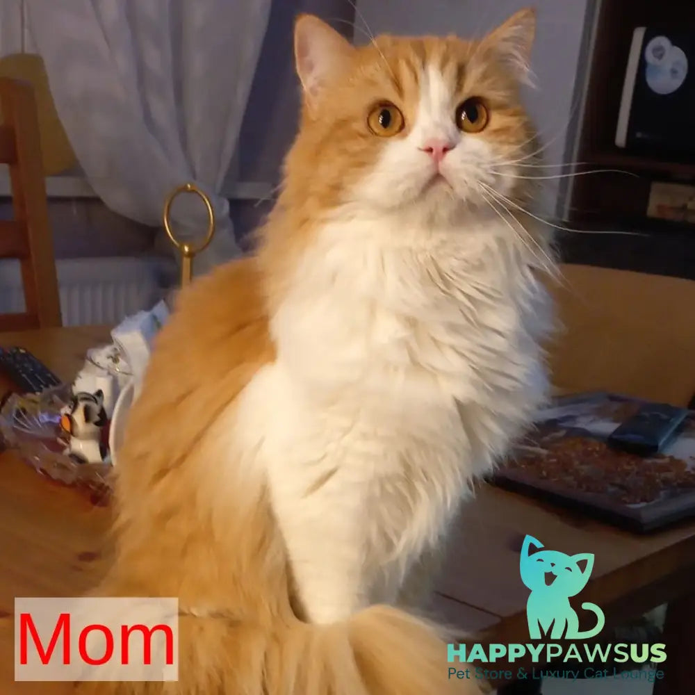 Potap Scottish Fold male red tabby bicolour - live animals