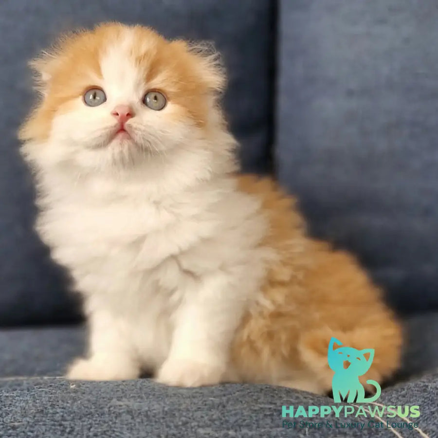 Potap Scottish Fold male red tabby bicolour - live animals