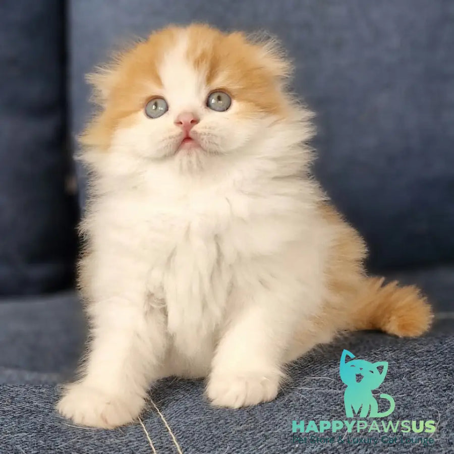 Potap Scottish Fold male red tabby bicolour - live animals