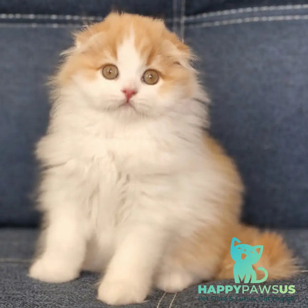 Potap Scottish Fold male red tabby bicolour - live animals