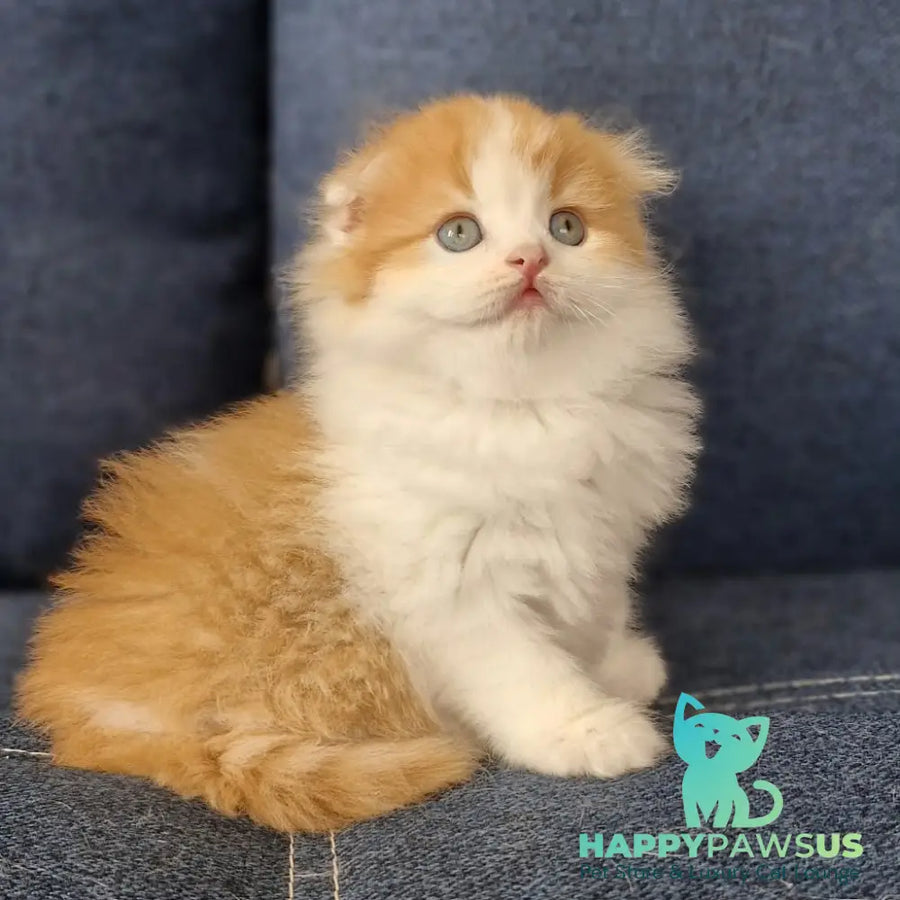 Potap Scottish Fold male red tabby bicolour - live animals