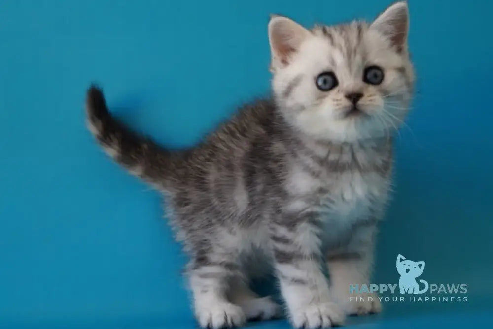 Potap Scottish Straight male black silver tabby live animals