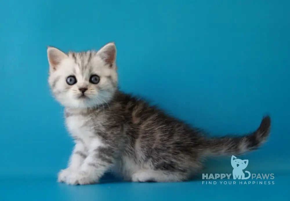 Potap Scottish Straight male black silver tabby live animals