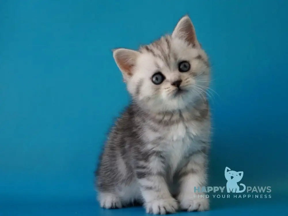 Potap Scottish Straight male black silver tabby live animals