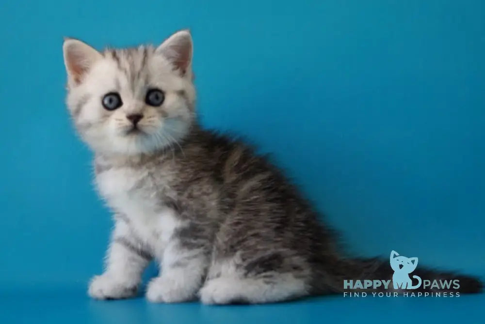 Potap Scottish Straight male black silver tabby live animals