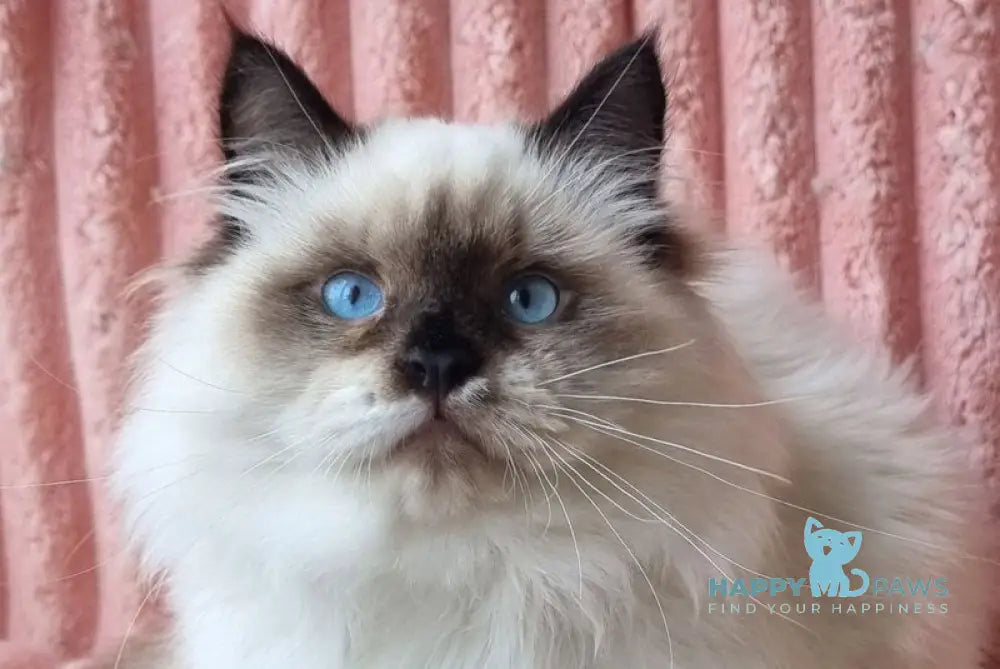 Potap Siberian male black pointed with white live animals