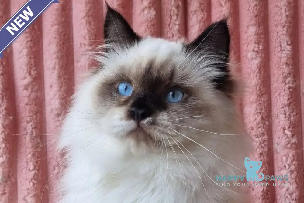 Potap Siberian male black pointed with white live animals