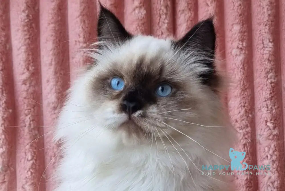 Potap Siberian male black pointed with white live animals