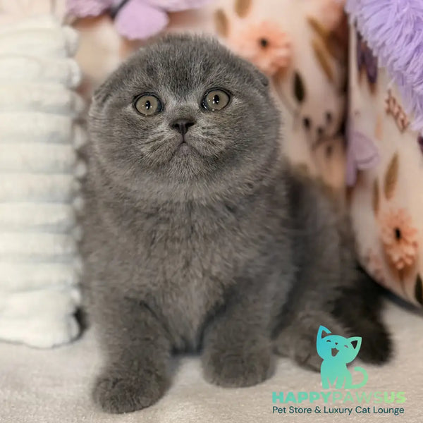 Potapuf Scottish Fold male blue - live animals