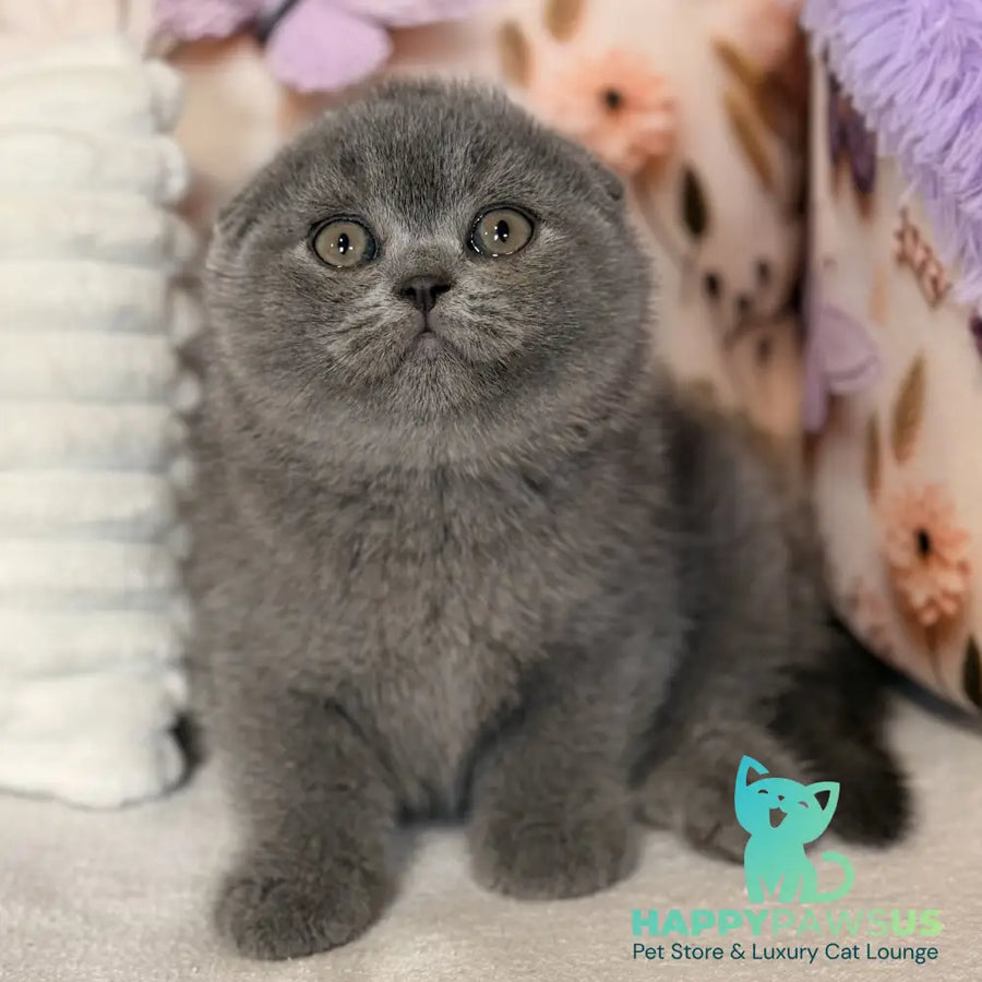 Potapuf Scottish Fold male blue - live animals